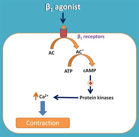 beta-1 receptor|beta adrenergic agonist.